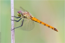 Sumpf-Heidelibelle (Sympetrum depressiusculum)