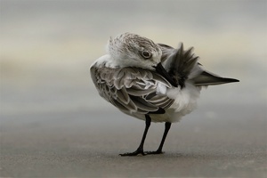 Sanderling bei der Gefiederpflege