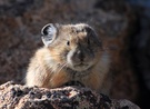 Pika