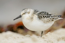 Augen zu und durch - Sanderling (Calidris alba)