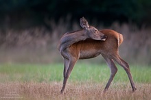 Wildkalb