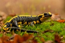 Feuersalamander