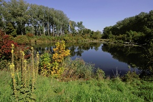 Lobau im Herbst II