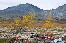 Rondane im Herbst