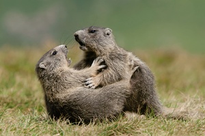 Spielende Murmeltiere (Marmota marmota)