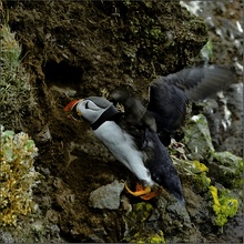 papageitaucher beim graben einer nisthöhle