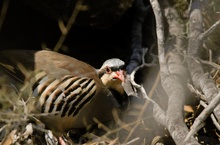 Chukarhuhn (Alecroris chukar cypriotex)