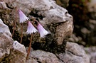 Glockenblume