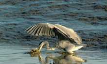 Graureiher im Wattenmeer