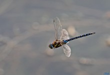 Libelle im Flug