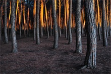 ~ Abendglühen im Pinienwald ~