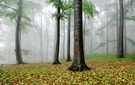 Buchen im Regen