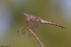 Sympetrum, aber welche?