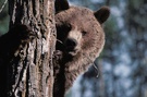 Hallo?