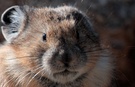 Pika