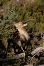 Südostspanischer Steinbock