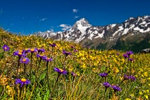 Astern und andere Blumen auf dem Lötschenpass