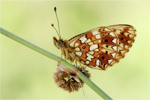 Braunfleckiger Perlmutterfalter - Boloria selene