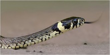 Ringelnatter    (Natrix natrix)