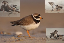 Skandal - Prügelei auf Helgoland