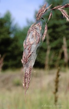 Ammen-Dornfinger (Cheiracanthium punctorium)