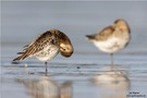 Alpenstrandläufer (Calidris alpina)