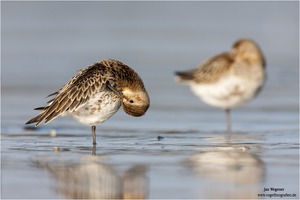 Alpenstrandläufer (Calidris alpina)