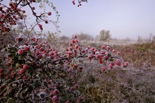 Früchte des Zweigriffeligen Weißdorns (Crataegus laevigata)