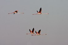 Flamingos