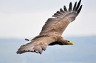 Seeadler