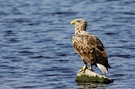 Seeadler