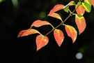 Herbstfarben