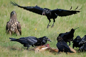 Seeadler II - kleiner Angsthase