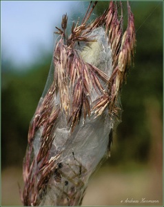 Ammen-Dornfinger (Cheiracanthium punctorium)