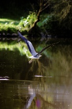 Fischreiher im Flug