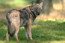 Blick zurück Wolf ( Canis lupus)