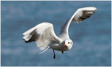 Lachmöwe (Larus ridibundus)