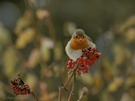 "Red Nose Bird"