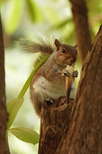 Englisches Eichhörnchen mit Bambussprosse