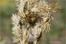 Ammen-Dornfinger (Cheiracanthium punctorium)