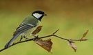 Kohlmeise im Herbst
