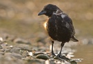 Rabenkrähe ( Corvus corone )