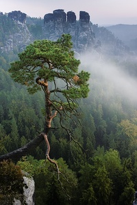 Bergkiefer in der Bastei