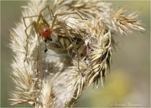 Ammen-Dornfinger (Cheiracanthium punctorium)