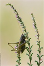 Heideschrecke (Gampsocleis glabra)