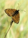 Roter Scheckenfalter - Melitaea didyma