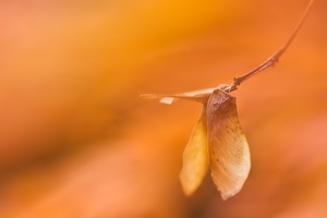 Farben des Herbstes II