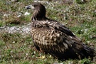 Seeadler 2