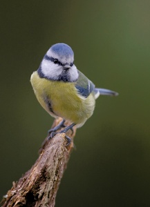 Blaumeise (Cyanistes caeruleus)