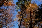 Die Farbpalette des Herbstes